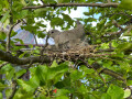 Proud Collared Dove Parent and Two Squabs